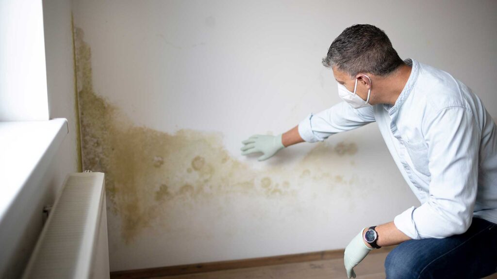 Clearwater Mold Inspection